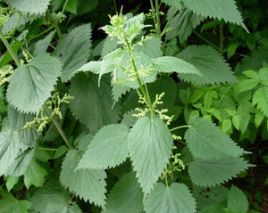 Ortiga (Nettle) Root - Urtiga Dioica L.