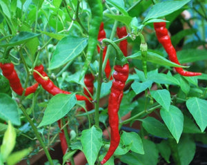 Paprika - Capsicum Annum