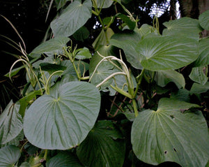 Pariparoba - Piper umbellatum L.