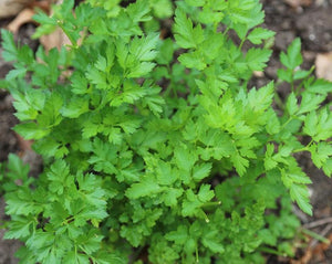 Parsley Leaf - Petroselinum Sativum