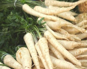 Parsley Root - Petroselinum Sativum