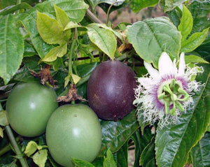Passion Fruit Leaf - Passiflora Edulis