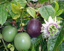 Load image into Gallery viewer, Passion Fruit Flour - Passiflora Edulis