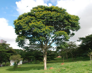 Pau Ferro - Caesalpinia ferrea Martins