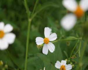 Picao - Bidens pilosa L.