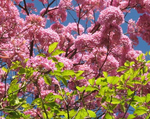 Pau D'Arco (Pink Trumpet) - Tabebuia Avellanedae