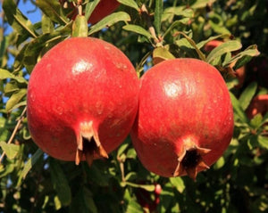 Pomegranate Tea | Living Proof LLC