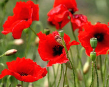 Load image into Gallery viewer, Poppy Seeds - Papaver rhoeas L.