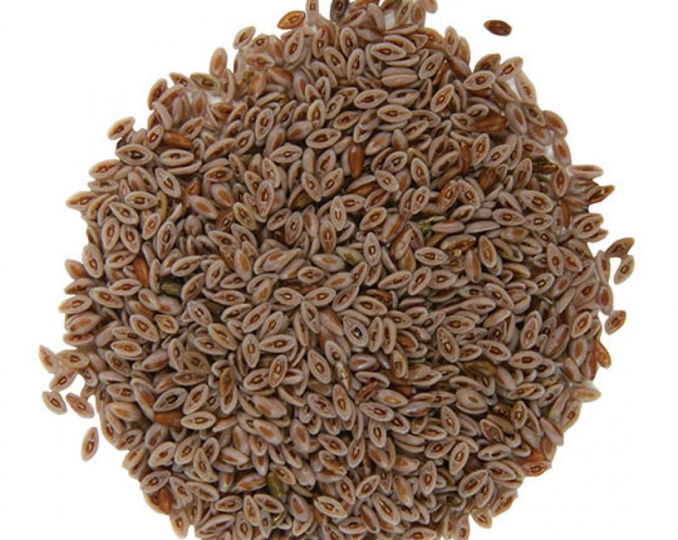 seed psyllium plant Psyllium Seeds
