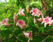 Load image into Gallery viewer, Quina Quina Bark - Coutarea Hexandra K.
