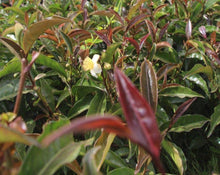 Load image into Gallery viewer, Red Tea Yunnan - Camellia sinensis K.