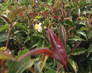 Red Tea Yunnan - Camellia sinensis K.