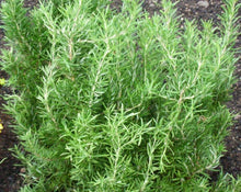 Load image into Gallery viewer, Rosemary Leaf - Rosmarinus officinalis L.