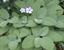 Load image into Gallery viewer, Sage Leaf - Salvia officinalis L.