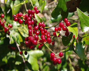 Sarsaparrilla Root - Smilax Officinalis S.