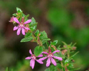 Sete Sangrias - Cuphea Ingrata C.