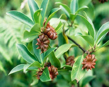 Load image into Gallery viewer, Star Anise - Illicium verum Hoocker