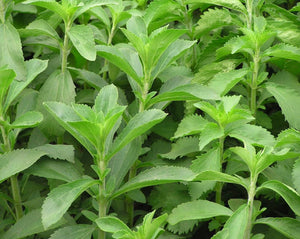 Stevia Leaf - Stevia Rebaudiana Bertoni