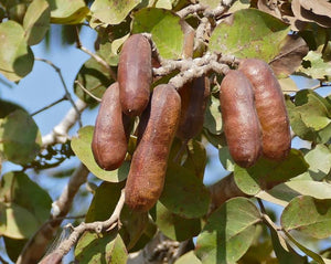 Jatoba - Hymenaea Courbaril