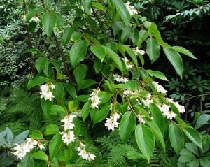 Benzoin Styrax Resin - Styrax Tonkinensis C.