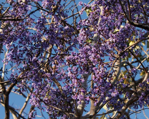 Sucupira - Bowdichia Virgilioides