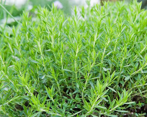 Tarragon Leaf - Artemisia dracunculus L.