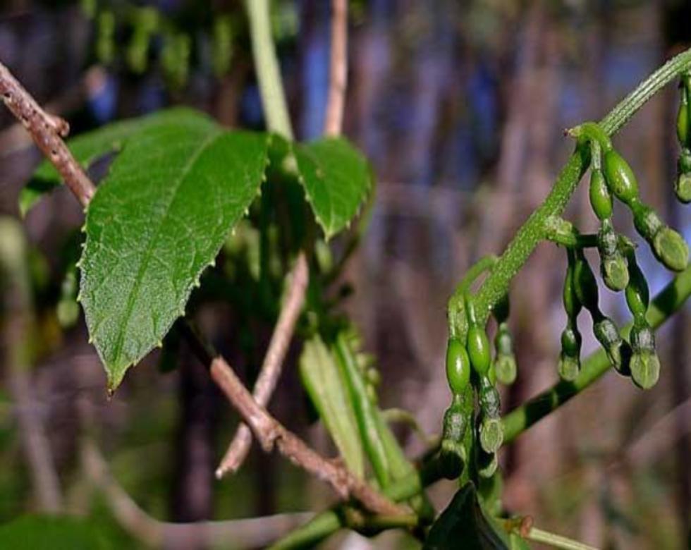 Tayuya Root Tea | Living Proof LLC – Living Proof L.L.C.