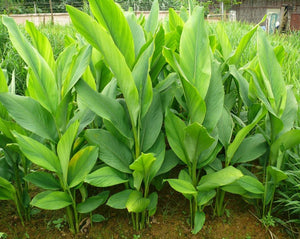 Turmeric - Curcuma longa L.