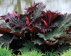 Turkey Rhubarb - Rheum palmatum