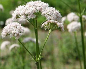 Valerian Root - Valeriana Officinalis L.