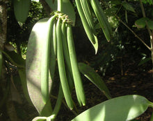 Load image into Gallery viewer, Vanilla - Vanilla planifolia L.