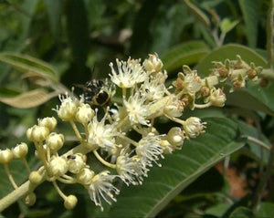 Velame (Euphorbia Hirta) - Croton Campestris St. Hilai