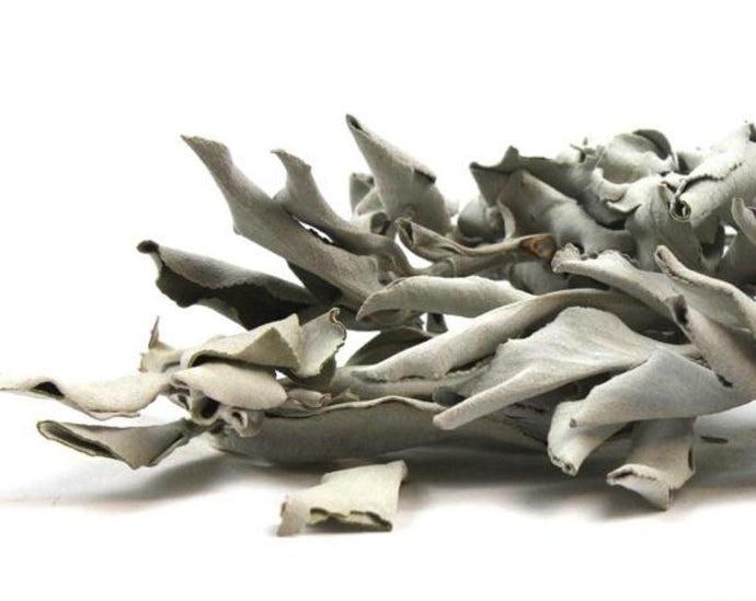 White Sage Leaf - Salvia apiana