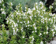 Load image into Gallery viewer, Segurelha (Winter Savory) Herb - Satureja montana L.