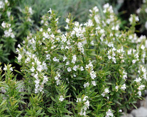 Segurelha (Winter Savory) Herb - Satureja montana L.