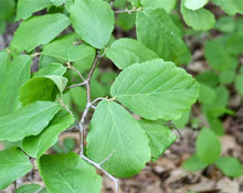 Load image into Gallery viewer, Witch Hazel Bark - Hamamelis Virginiana