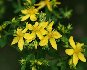 Hiperico (St. John's Wort) - Hypericum Perforatum