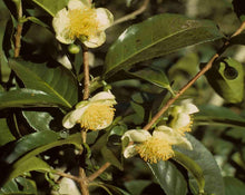 Load image into Gallery viewer, Black Tea - Thea sinensis Kuntze
