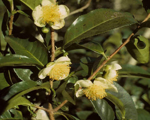 Black Tea - Thea sinensis Kuntze