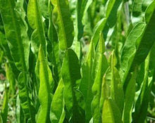 Load image into Gallery viewer, Bitter Carqueja Tea - Baccharis genistelloides persoon