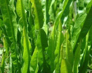 Bitter Carqueja Tea - Baccharis genistelloides persoon