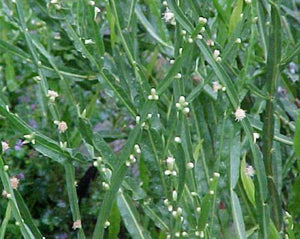 Carqueja - Baccharis gaudichaudiana D. C.