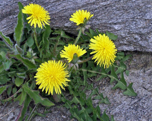 Dandelion Root - Taraxacum officinale