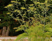 Load image into Gallery viewer, Fennel Seed - Pimpinella anisum L.
