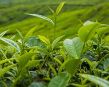 Load image into Gallery viewer, Green Tea - Camellia sinensis Kuntze