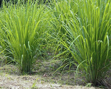Load image into Gallery viewer, Lemongrass Tea - Cymbopogon citratus Strap