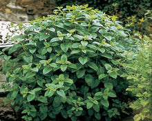 Load image into Gallery viewer, Lemon Balm (Melissa) Tea - Melissa officinalis L.
