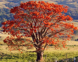 Mulungu Tea - Erythrina velutina