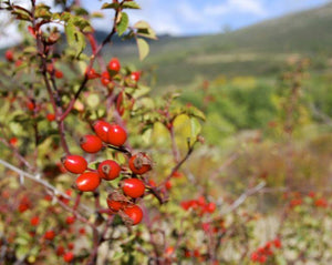 Rosa Mosqueta Tea - Rosa canina L.