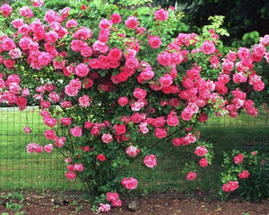 Rose Tea - Rosa gallica L.